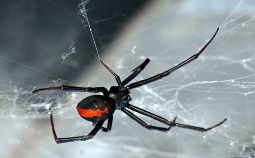 Las 10 arañas más peligrosas, grandes, grandes y venenosas del mundo