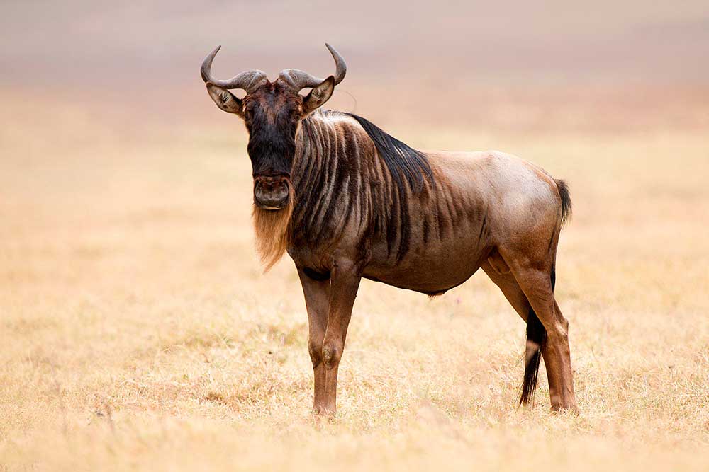 Antílope de GNU