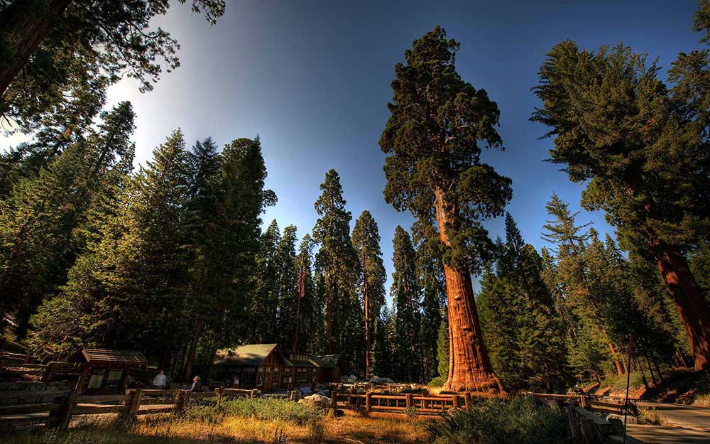 Sequoias gigantes