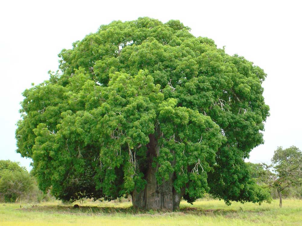 Árbol gigante