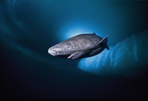 Tiburón polar de Groenlandia (tiburón polar del Atlántico)