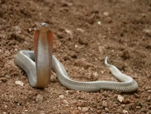 Cobra filipina