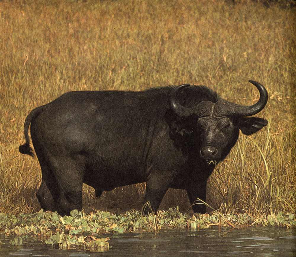 Búfalo africano