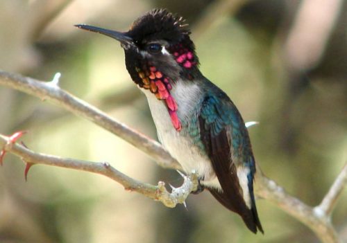 Abeja colibrí