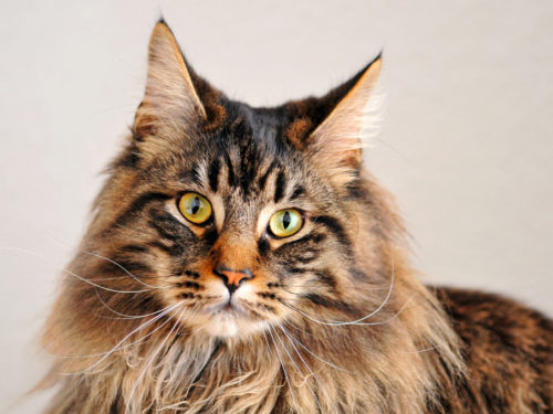 Maine-coon