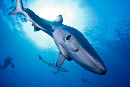 tiburón azul azul