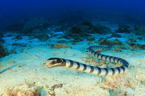 Serpiente marina de Belcher